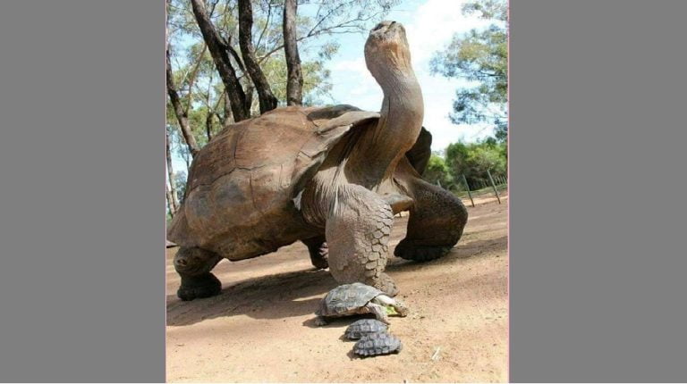 La Plus Vieille Tortue Du Monde 344 Ans Une tortue vénérée dotée de pouvoirs de guérison meurt à l'âge de 344