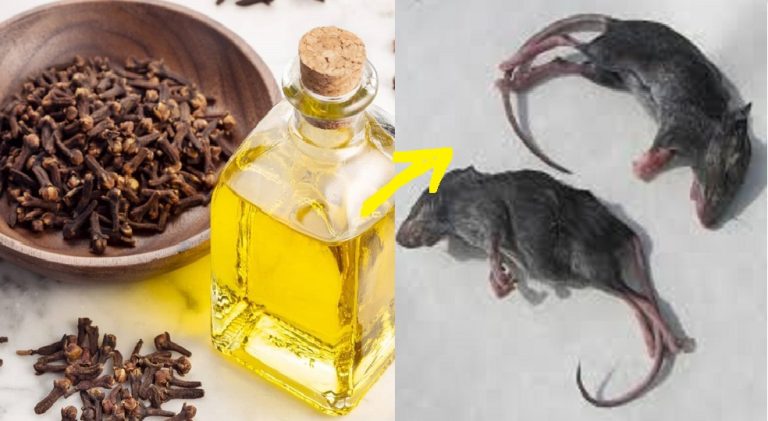 Clous de girofle repouse souris