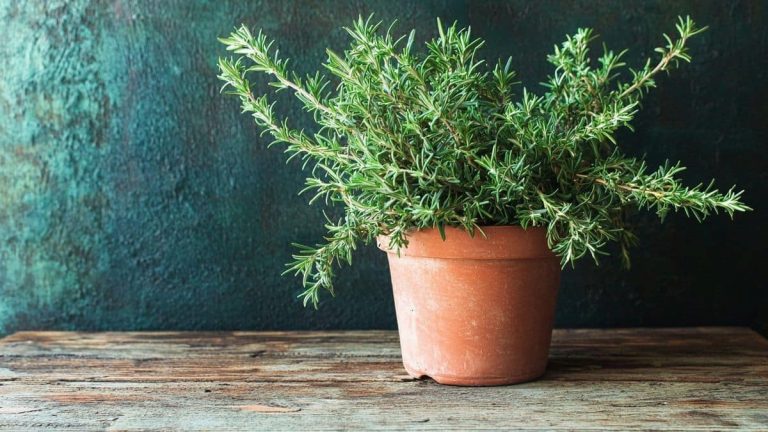 Le romarin