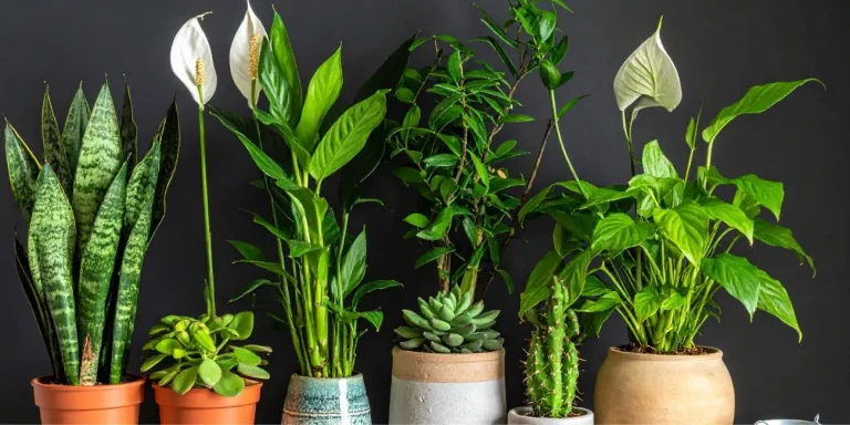 Spiritual plants to use in December