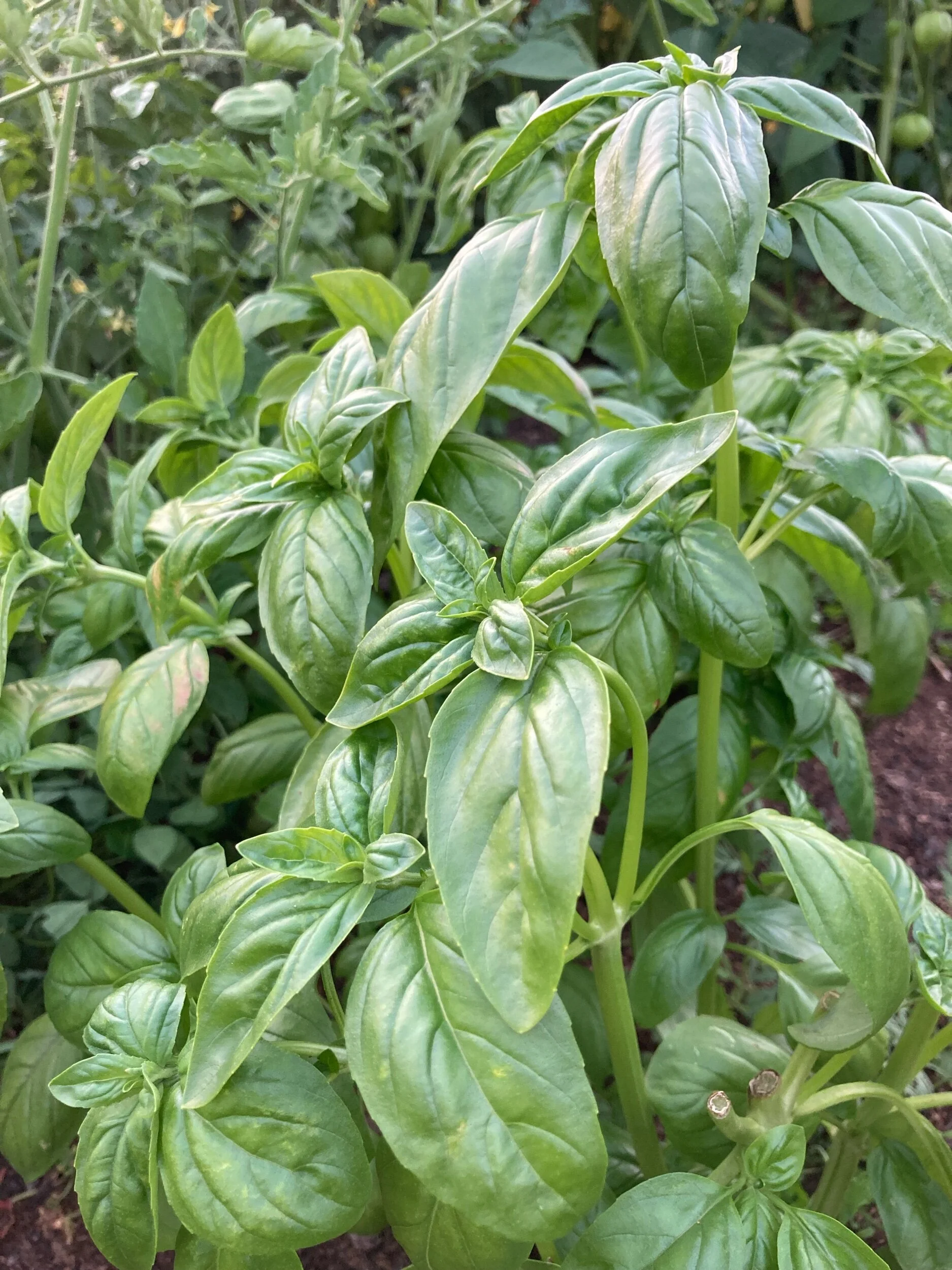 https://images.squarespace-cdn.com/content/v1/5fe01385f9196c4f5f215e12/1627359714565-C4YHM2I3JFRC5KZXCFBO/fresh-basil-plant-in-garden.jpeg